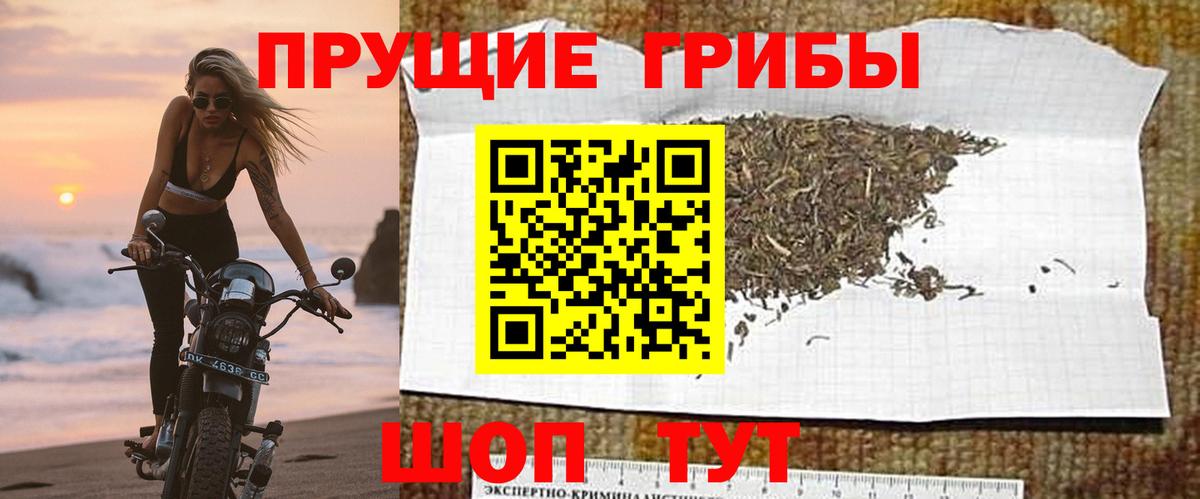 Галлюциногенные грибы Cubensis  Вход с VPN  Псилоцибиновые грибы мицелий  Грязи 